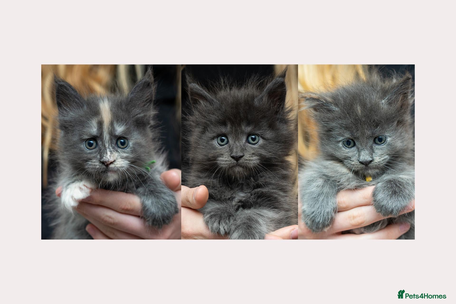 Maine Coon cats for sale: Tica Stunning Maine Coon Kittens XL Bloodlines - Advert 18
