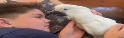Parrots birds for sale: Hand reared baby boy umbrella cockatoo - Advert 7
