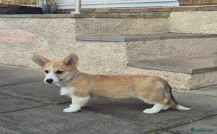 Welsh Corgi Pembroke dogs - Advert 1