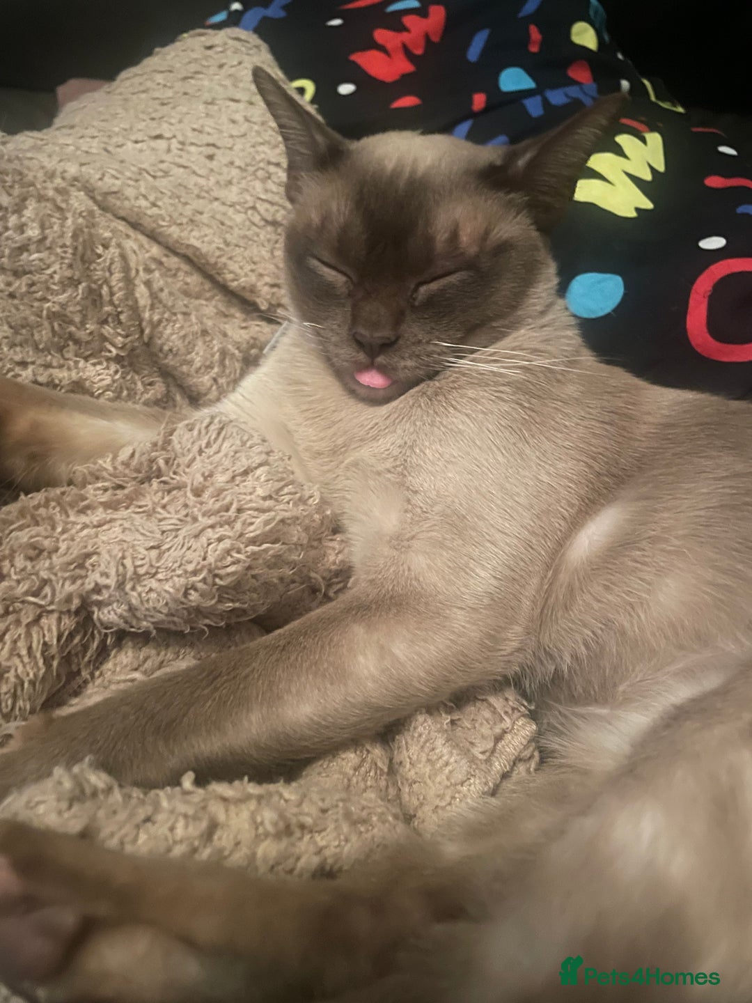 Burmese cats for sale: Stunning chocolate Burmese girl - Advert 5