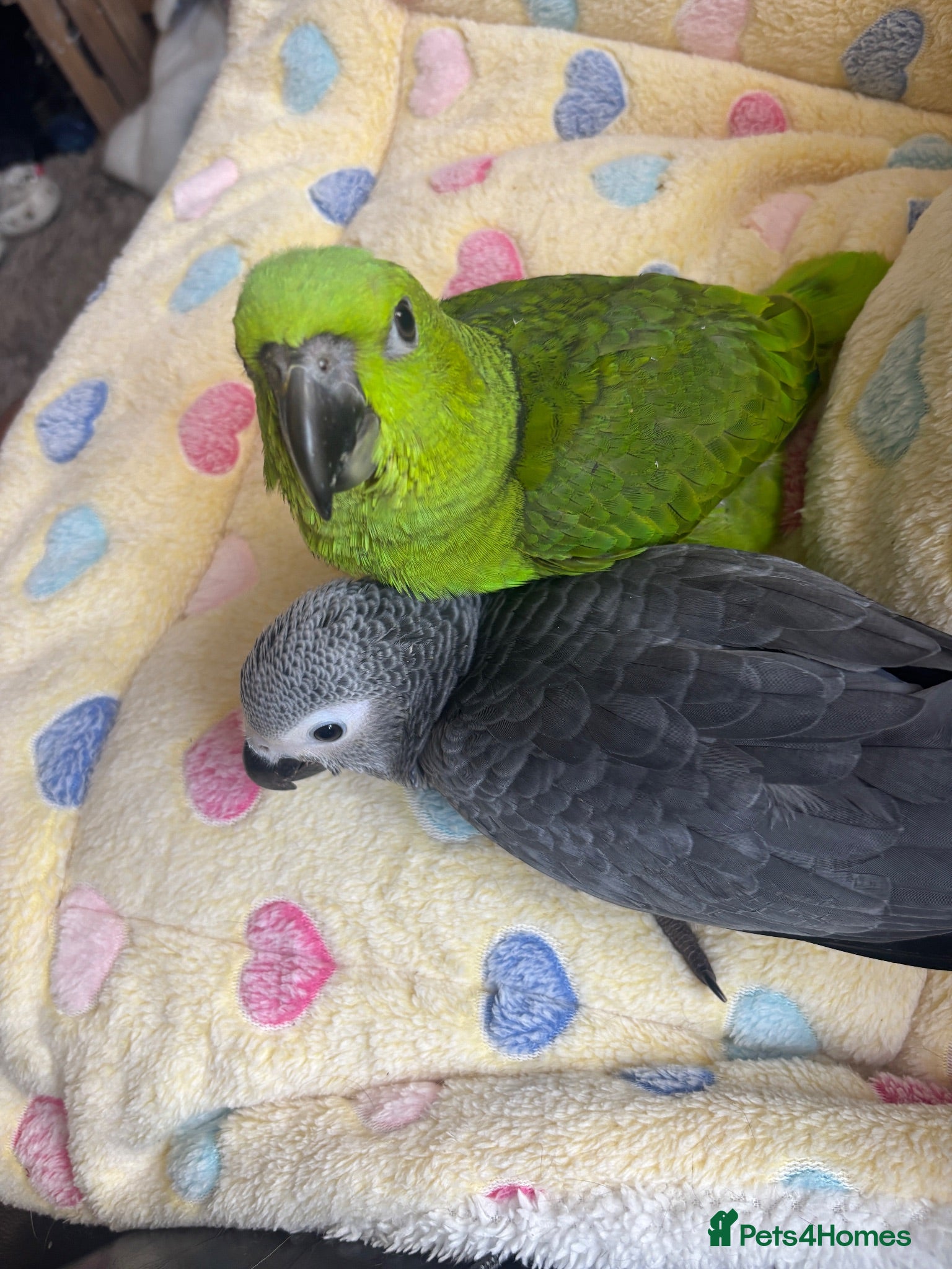 Parrots birds Baby Yellow Naped Amazon & Baby African Grey - Advert 1
