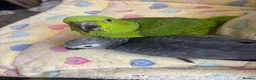 Parrots birds for sale: Baby Yellow Naped Amazon & Baby African Grey - Advert 1