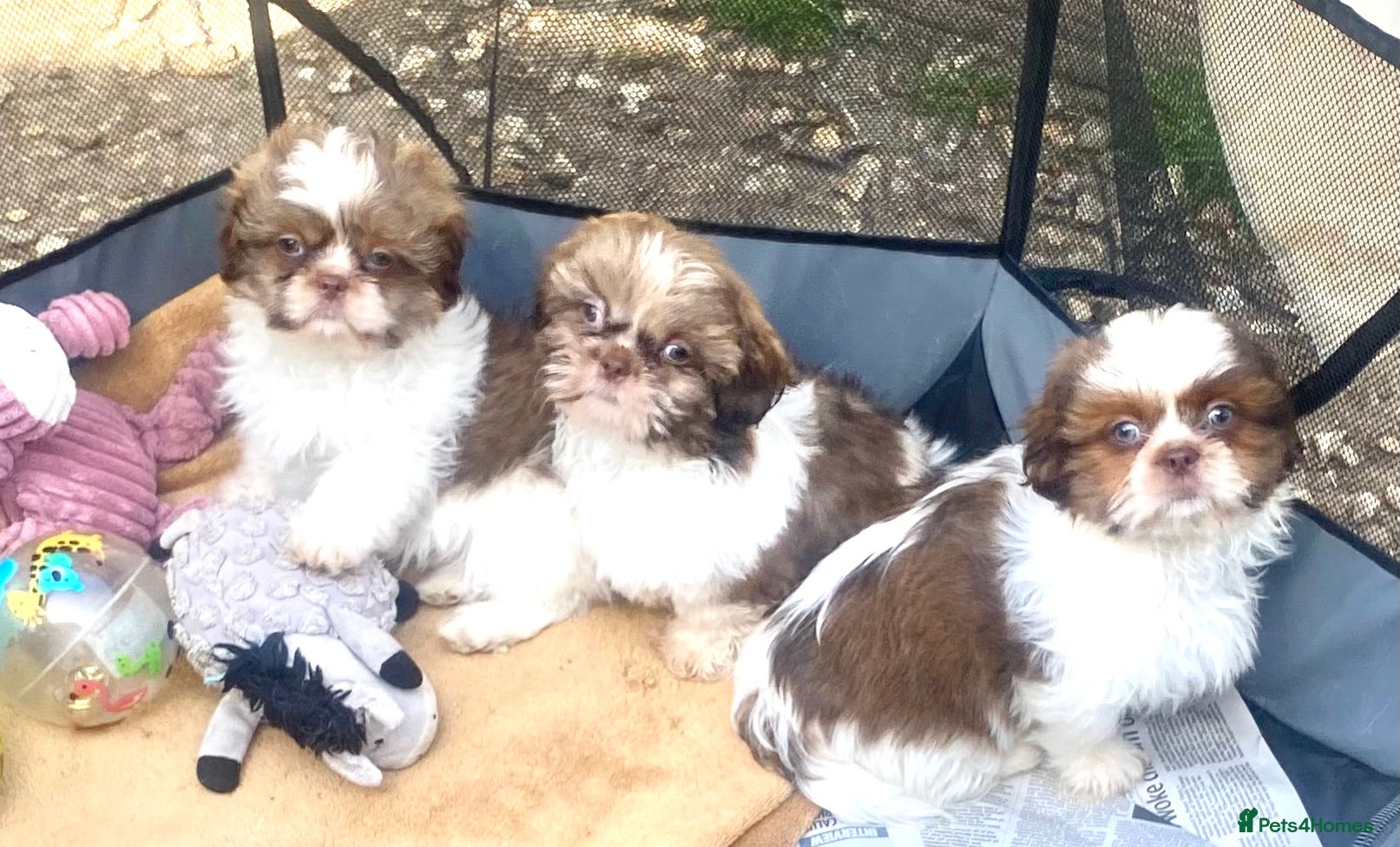 Shih Tzu dogs 💙 CUTE TEDDY BEAR SHIH TZU BOYS 💙 - Advert 6