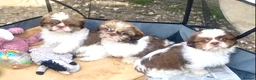 Shih Tzu dogs for sale: 💙 FLUFFY TEDDY BEAR SHIH TZU BOYS 💙 - Advert 2