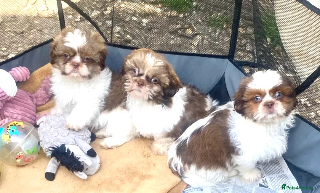 Shih Tzu dogs for sale: 💙 FLUFFY TEDDY BEAR SHIH TZU BOYS 💙 - Advert 2
