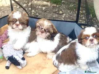 Shih Tzu dogs 💙 CUTE TEDDY BEAR SHIH TZU BOYS 💙 - Advert 6