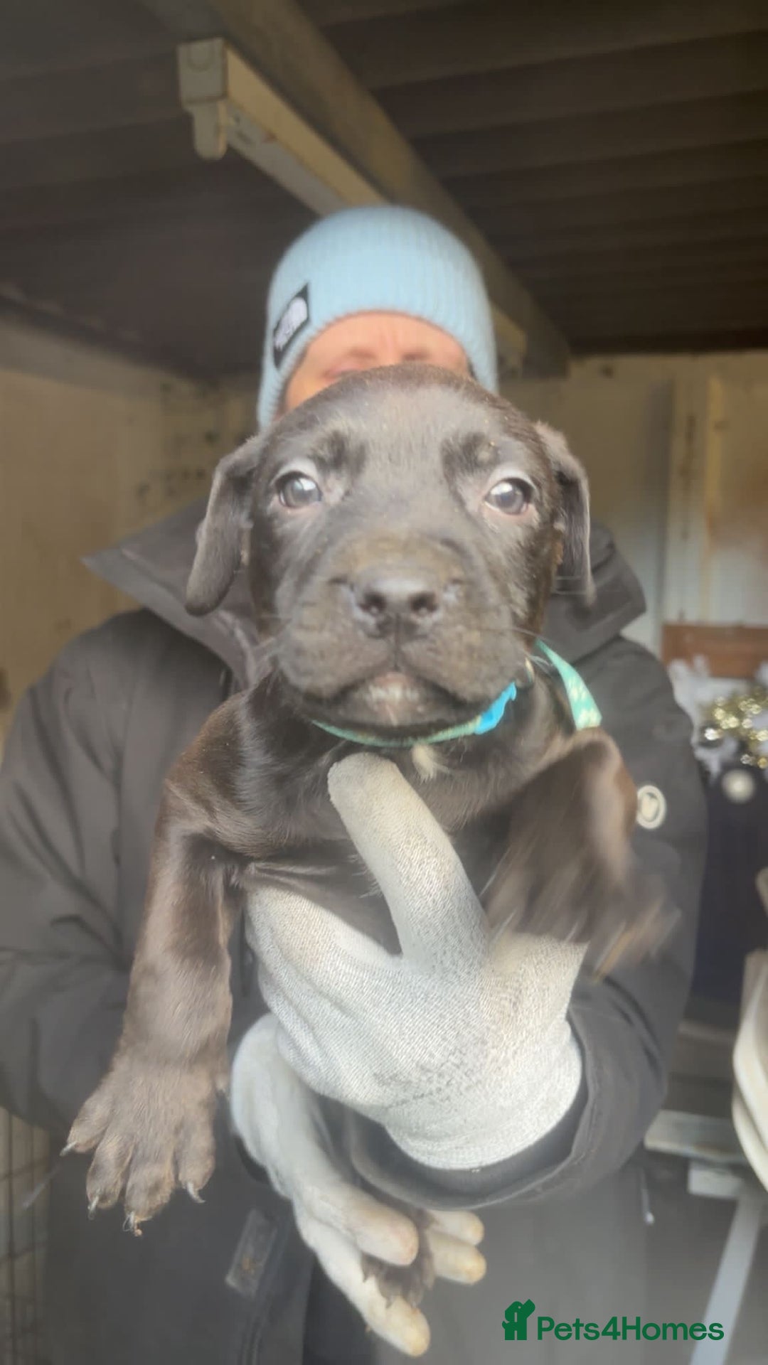 Mixed Breed dogs for sale: Rottiebulls exotic breed  - Advert 8