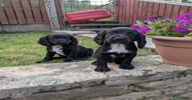 Cocker Spaniel dogs - Advert 9