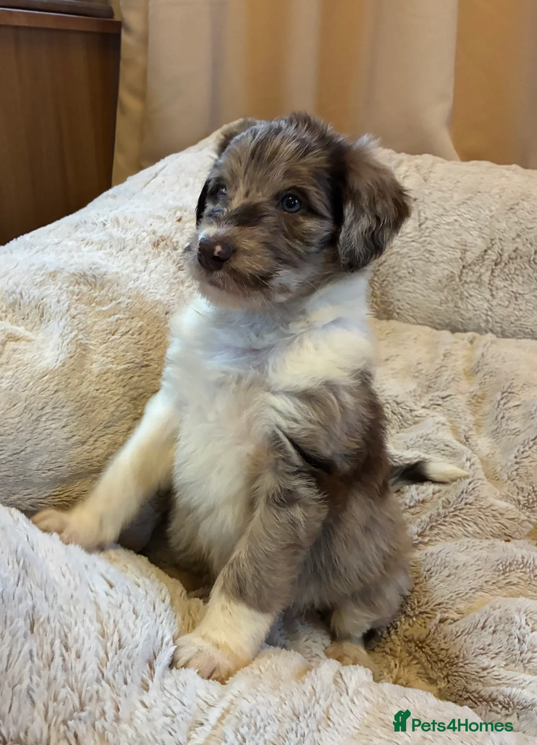 Bordoodle dogs for sale: Beautiful Bordoodles - Advert 1