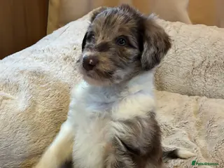 Bordoodle dogs Beautiful Bordoodles - Advert 17