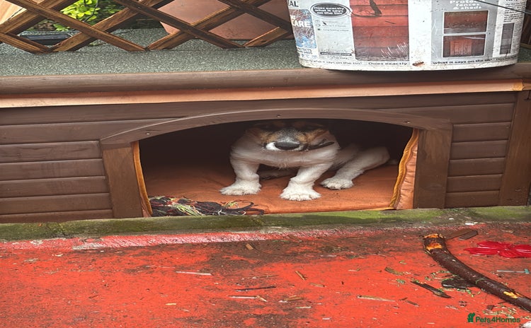 Jack Russell dogs - Advert 15