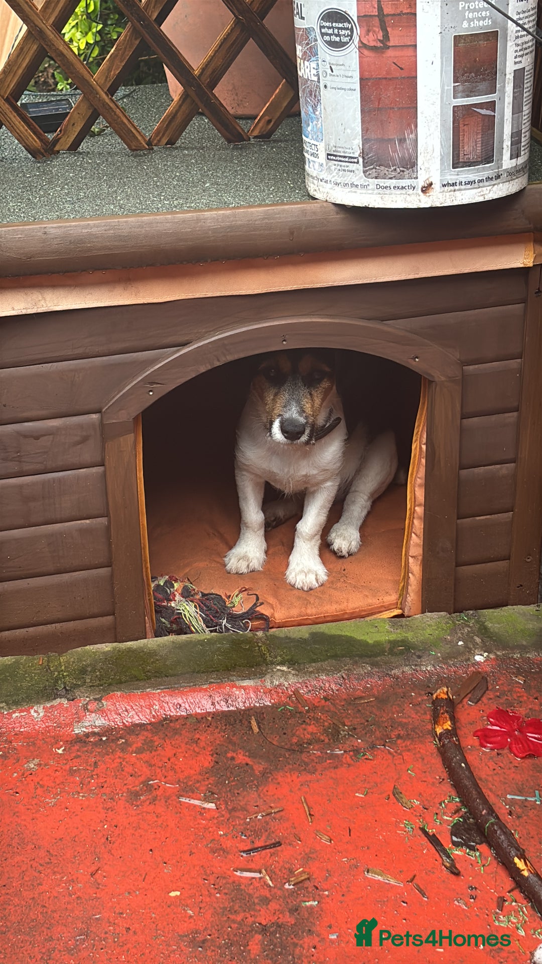 Jack Russell dogs for sale: Jack Russell  - Image 1