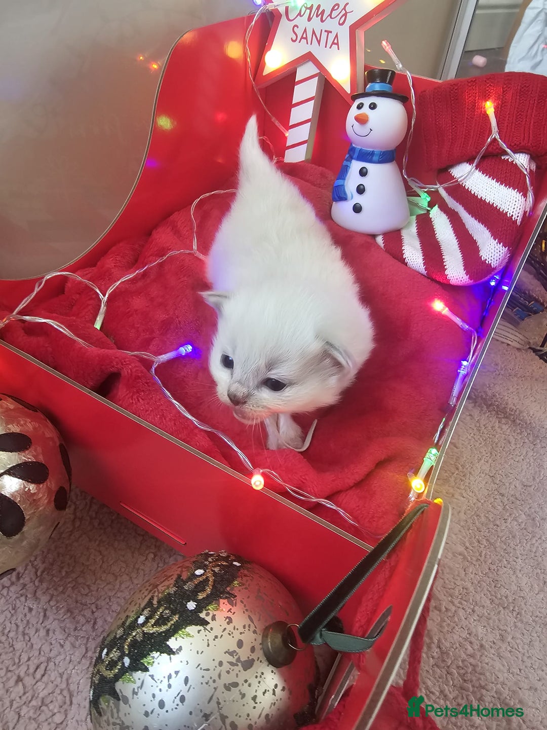 Ragdoll cats for sale: 8 beautiful ragdolls ready for Christmas 🎁 - Advert 17