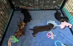 Miniature Dachshund dogs for sale: Miniature Dachshunds for sale  - Image 6