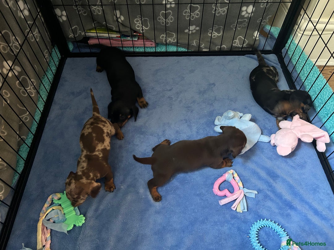 Miniature Dachshund dogs for sale: Miniature Dachshunds for sale  - Image 6