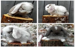Mini Lop rabbits for sale: 🌟PURE BRED PEDIGREE MINI LOPS🌟 - Image 31