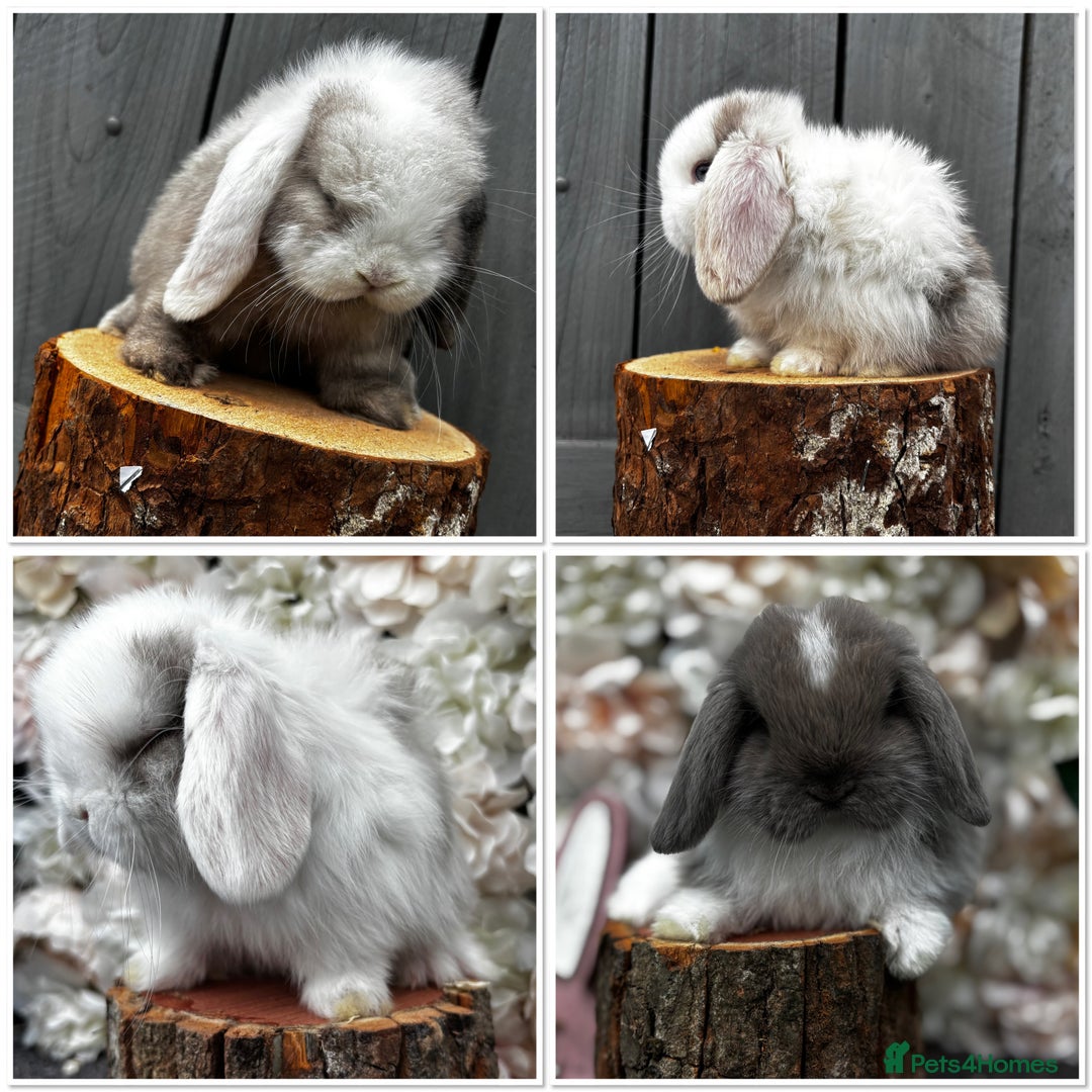 Mini Lop rabbits for sale: 🌟PURE BRED PEDIGREE MINI LOPS🌟 - Image 31