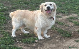 Golden Retriever dogs for sale: KC Reg pups, Health tested parents. - Image 8
