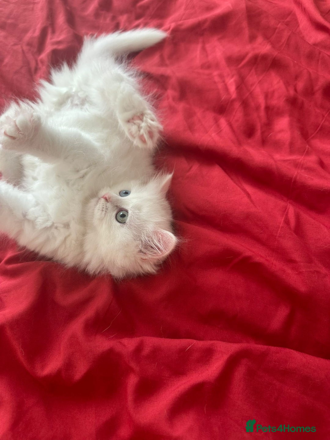 Mixed Breed cats for sale: 4 beautiful kitten - Image 16