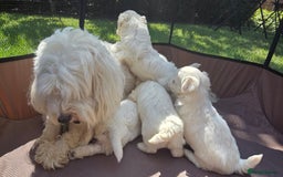 Maltese dogs for sale: 💙 Adorable Maltese Puppies for Sale - Image 14