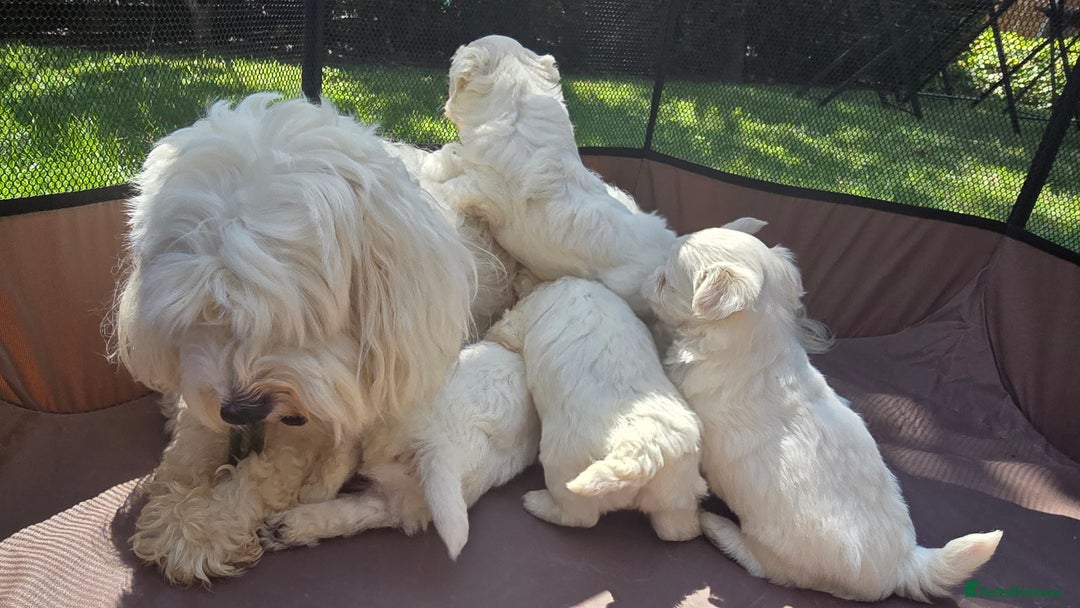 Maltese dogs for sale: 💙 Adorable Maltese Puppies for Sale - Image 14