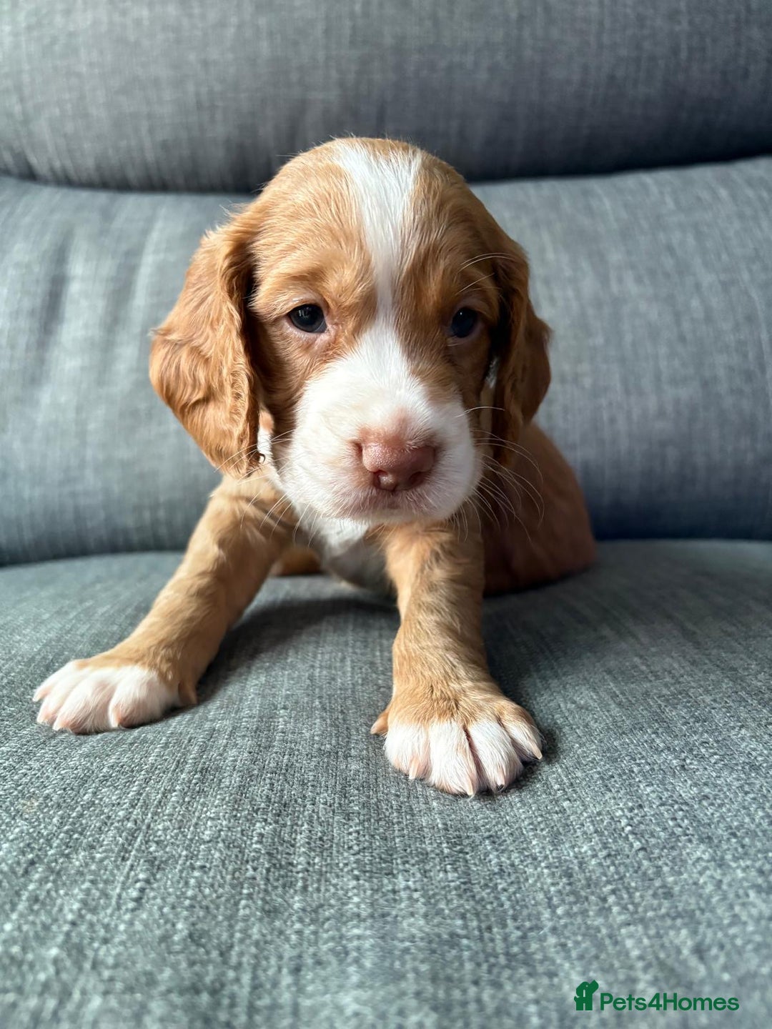 Cocker Spaniel dogs for sale: Working Cocker Spaniel puppy’s  - Advert 7