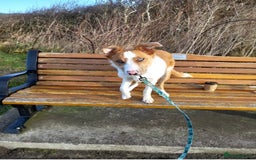 Border Collie dogs for stud: Welsh Border collie for stud  - Image 9