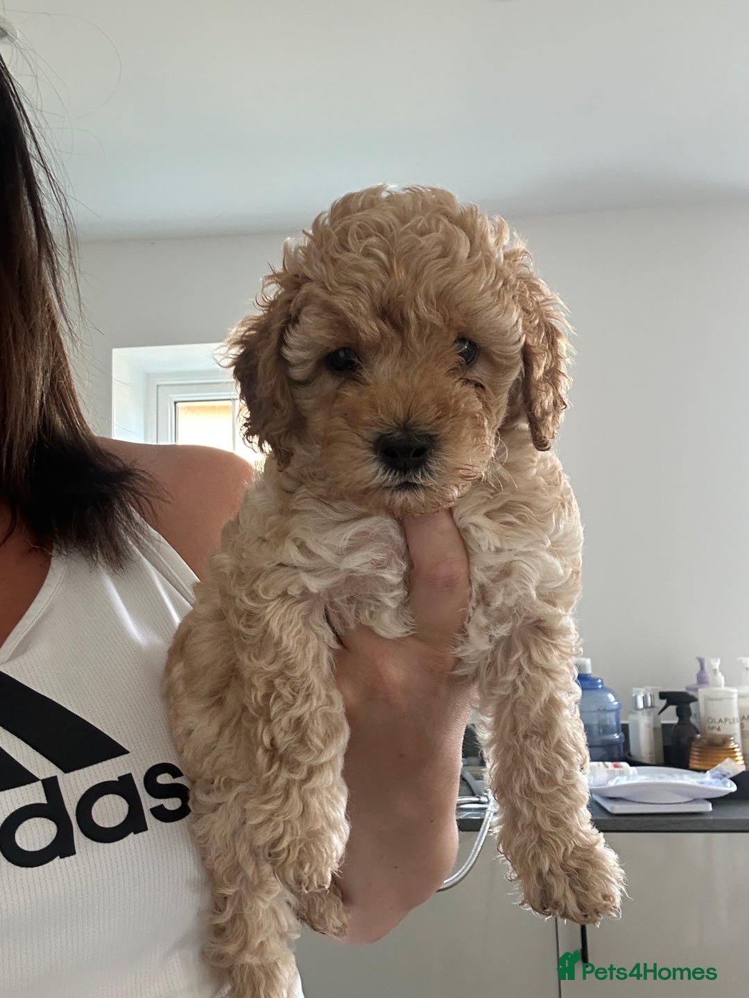 Cavapoo dogs for sale: Extensively health tested Stunning F1B Cavapoo  - Image 7