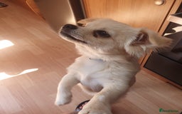 Chihuahua dogs for sale: Long haired chihuahua  - Image 4