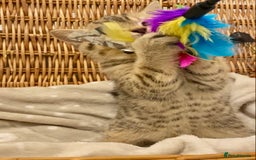 British Shorthair cats for sale: 🧸EXCEPTIONAL QUALITY PURE BREED BSH TEDDY BEARS🧸 - Advert 7