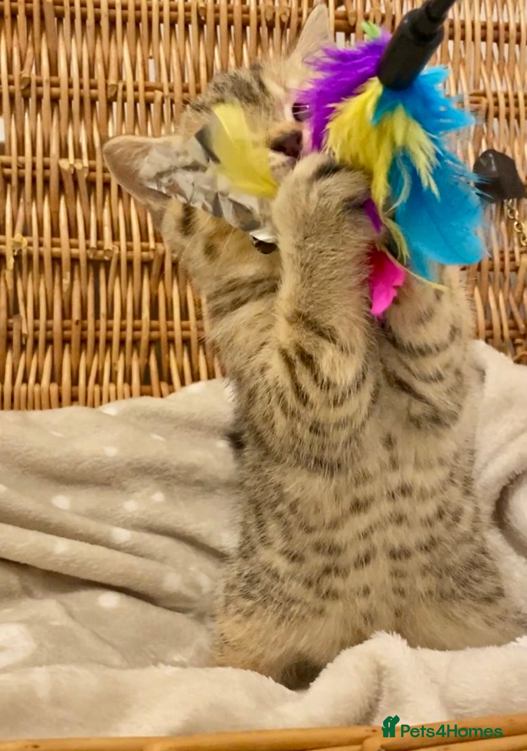 British Shorthair cats for sale: 🧸EXCEPTIONAL QUALITY PURE BREED BSH TEDDY BEARS🧸 - Advert 7