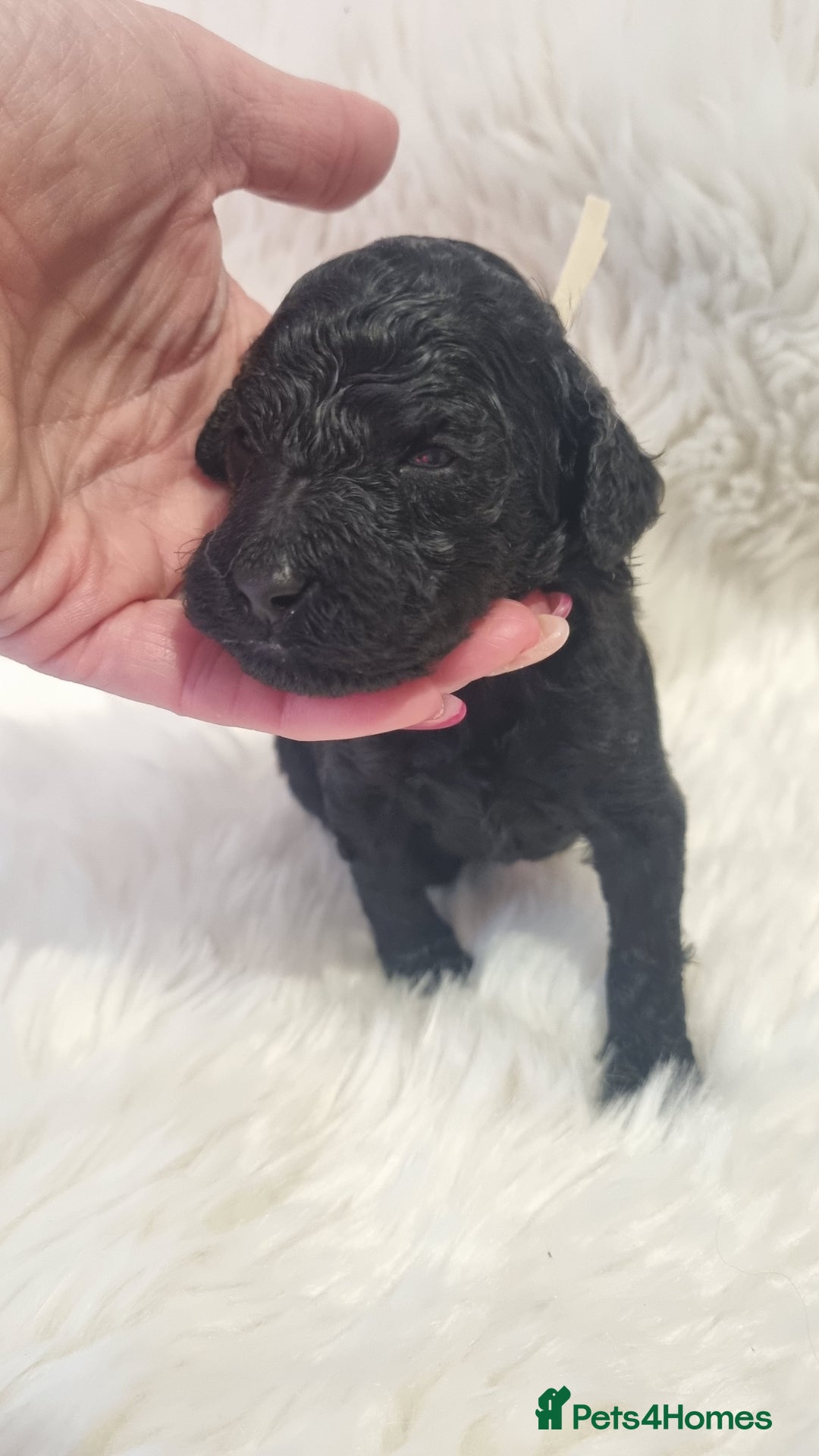 Standard Poodle dogs for sale: Exceptional Health Tested Puppies Due - Advert 38