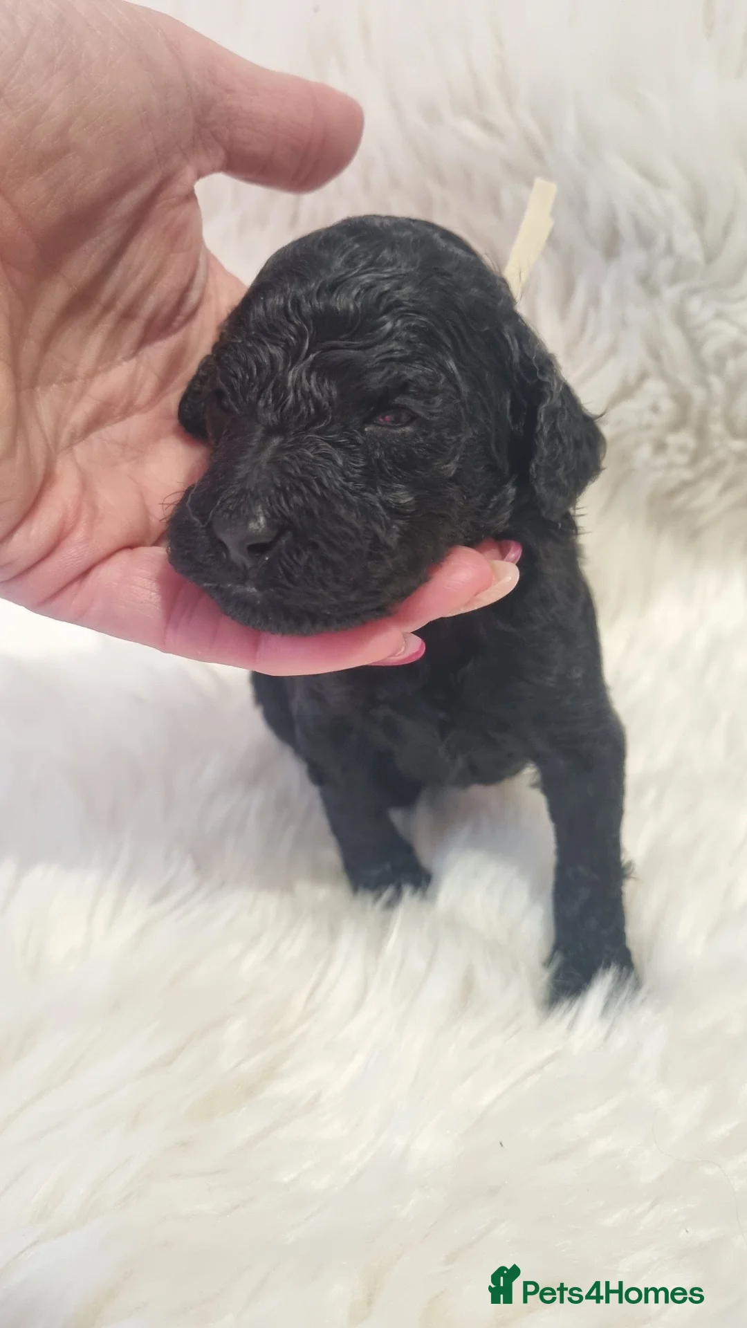 Standard Poodle dogs for sale: Exceptional Health Tested Parents 1 Girl Availabe - Advert 30
