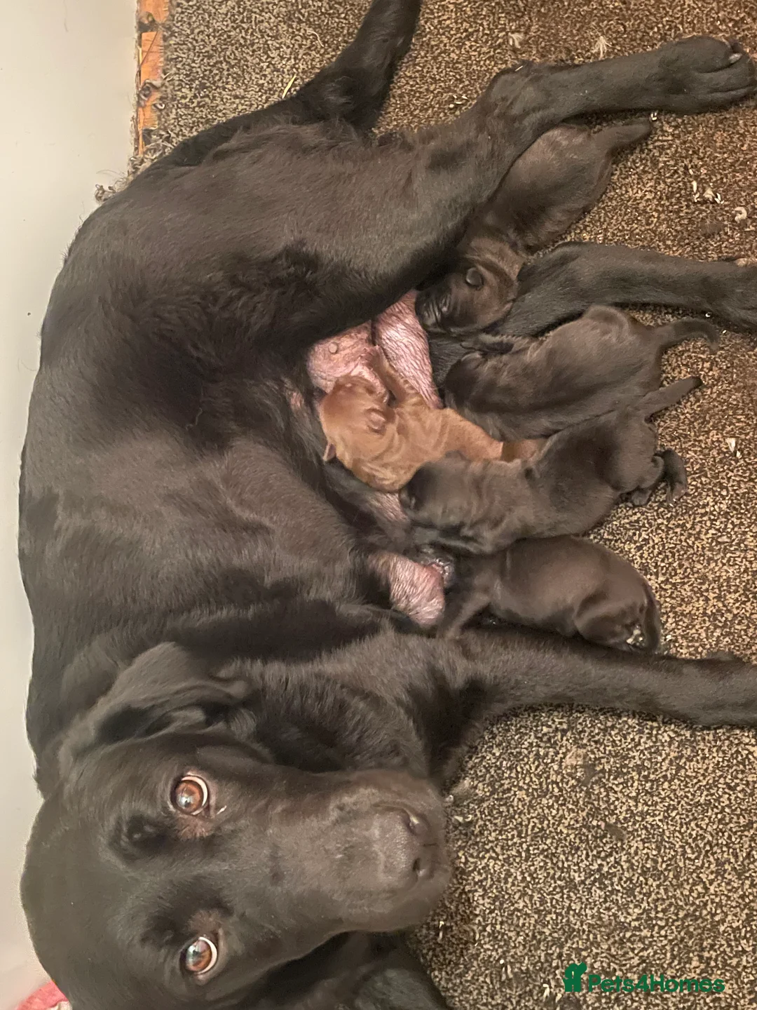Mixed Breed dogs for sale: 5 Shar Pei x Labrador pups  - Advert 2