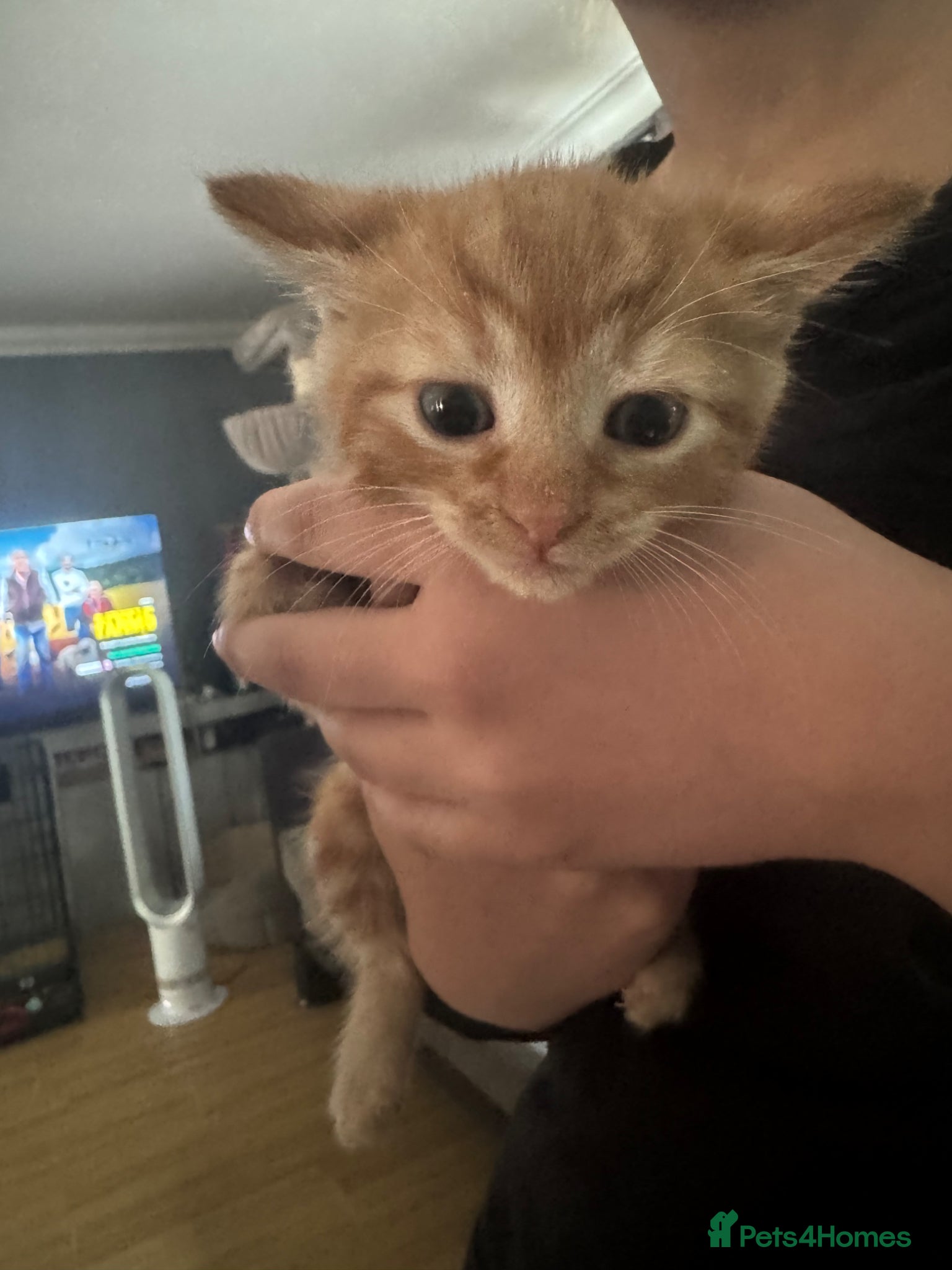 Domestic Shorthair cats for sale: Beautiful kittens - Advert 17