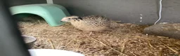 Quail poultry for sale: JAPANESE/ITALIAN COTURNIX CHICKS - Advert 5