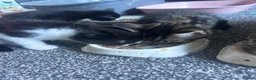 Mixed Breed cats for sale: 3 kittens for sale in Barnsley - Advert 4