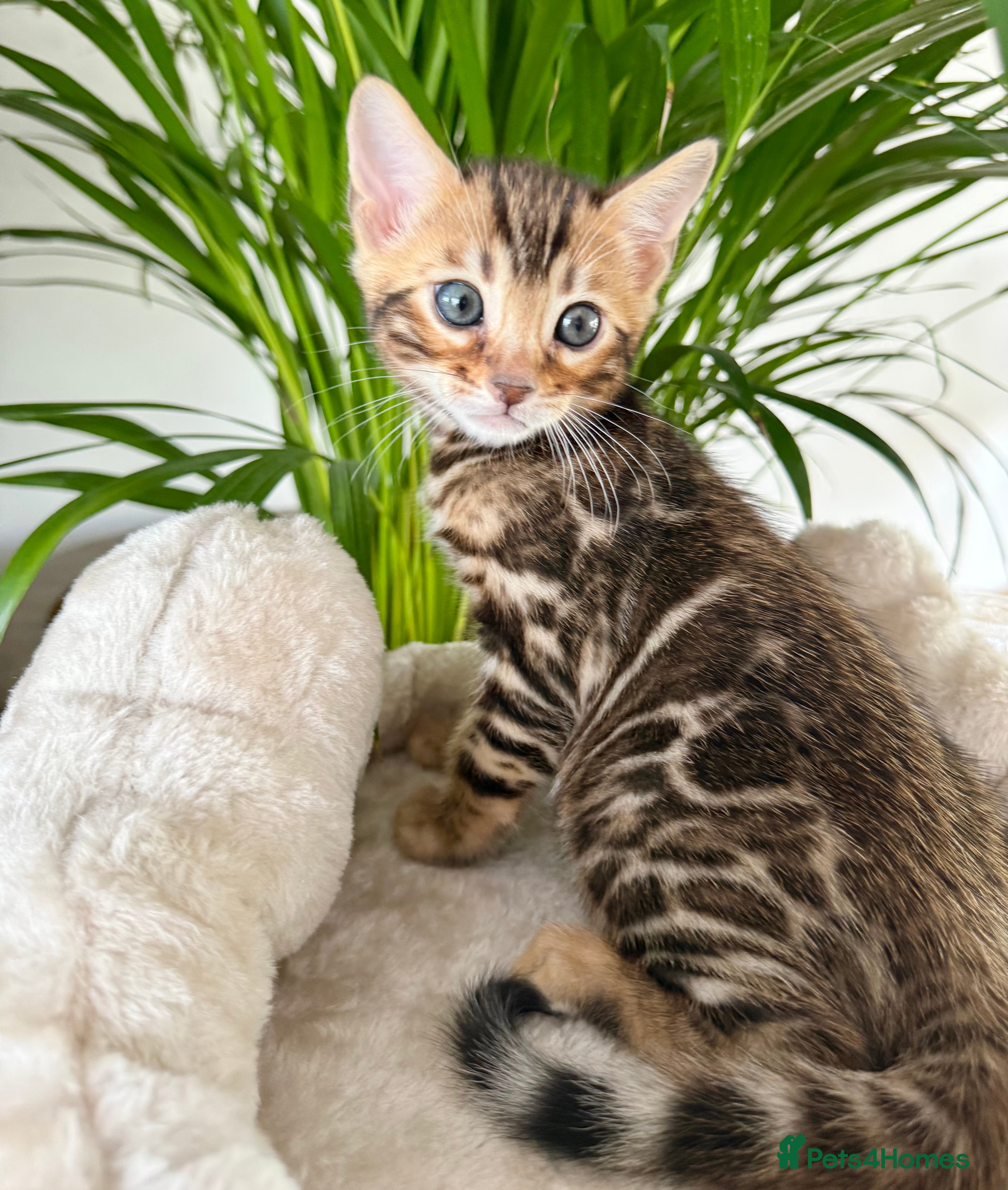Bengal cats for sale: TICA Active Championship Bengal Kittens - Advert 2