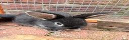 Mini Lop rabbits for sale: Mini Lop Girls - Advert 11