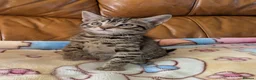 Bengal cats for sale: Adorable friendly Bengal kittens ready now!! - Advert 22