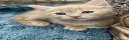 Ragdoll cats for sale: Ginger ragdoll x calm affectionate boy kitten  - Advert 5