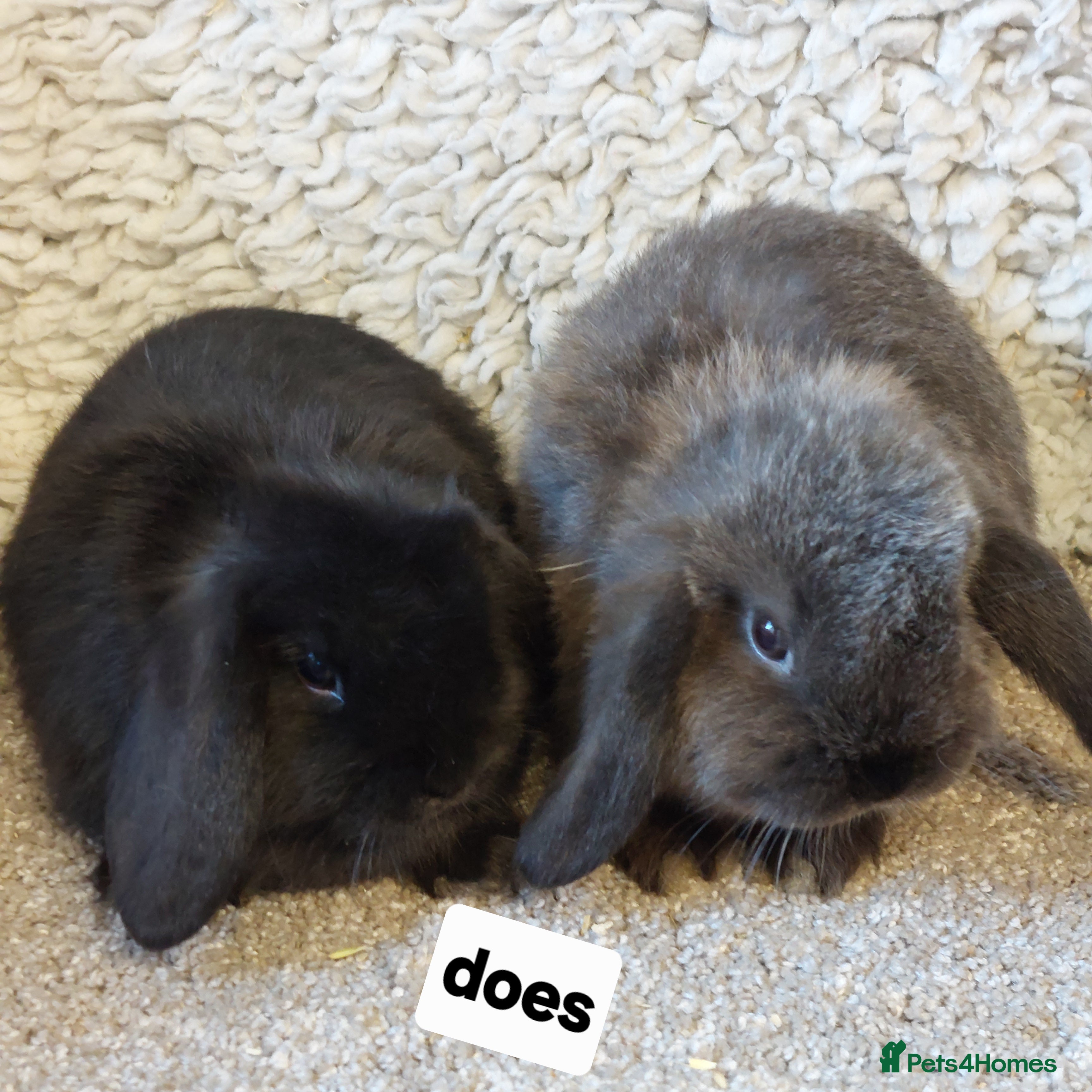 Mini Lop rabbits Minilop babys bucks & does  - Advert 10