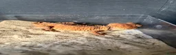 Gecko reptiles for sale: Nephrurus Amyae Knob Tail Gecko - Advert 3