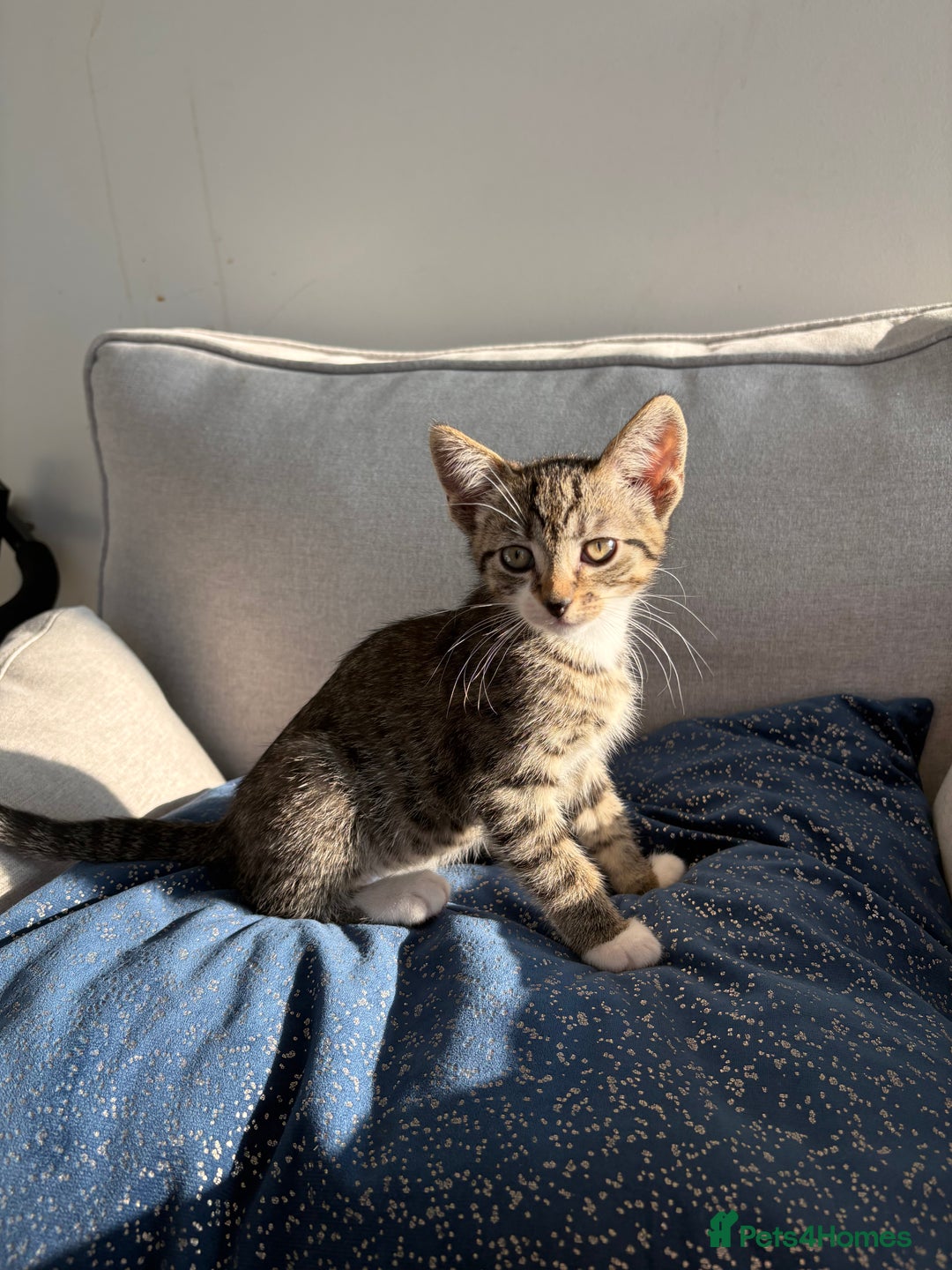 Mixed Breed cats for sale: 3 kittens for sale - Image 2