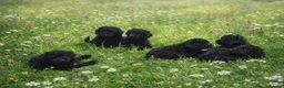 Mixed Breed dogs for sale: Poodle x pyreneese  puppies health tested  - Advert 7