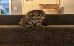 Scottish Fold cats for sale: RARE Triple folded ear Scottish fold kittens  - Image 11