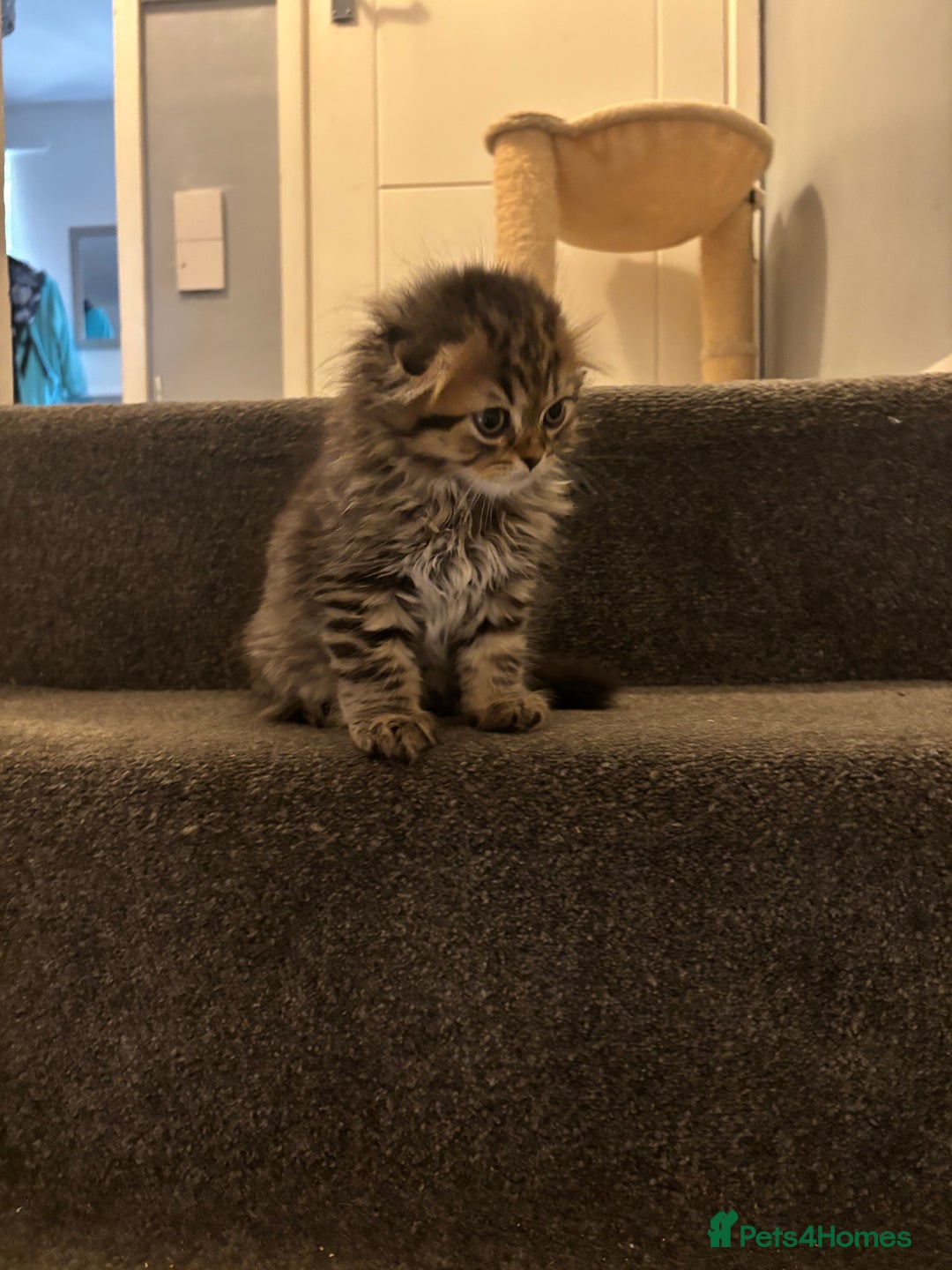 Scottish Fold cats for sale: RARE Triple folded ear Scottish fold kittens  - Image 11