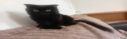 Russian Blue cats for sale: Uniqe russian blue/scottish fold mix - Advert 27