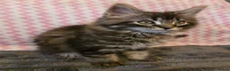 Maine Coon cats for sale: Gorgeous, sociable maine coon kittens  - Advert 10