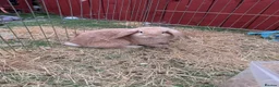 Mini Lop rabbits for sale: 2 female mini lop Rabbits (sister) with xl cage in Doncaster - Advert 6